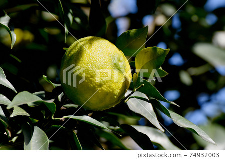 Mature fruit of unreached Yuzu becoming Mitaka Nakahara Mature fruit of unreached Yuzu becoming Mitaka Nakahara 74932003