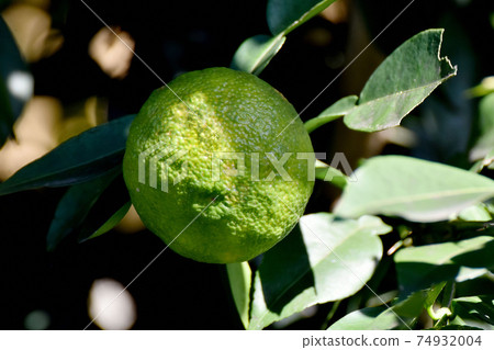 Mature fruit of unreached Yuzu becoming Mitaka Nakahara Mature fruit of unreached Yuzu becoming Mitaka Nakahara 74932004