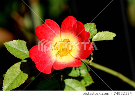 一朵紅玫瑰(雞尾酒)花盛開在三鷹中原 一朵紅玫瑰(雞尾酒)花盛開在三鷹中原 74932154