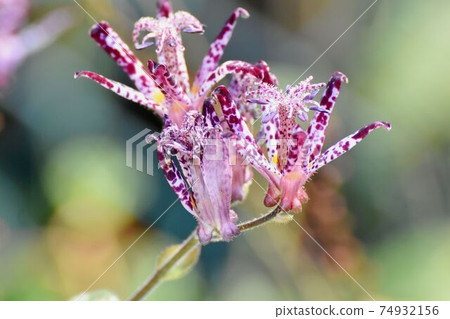 Red-purple hototogisu flowers blooming in Mitaka Nakahara 74932156