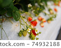 Growing strawberries 74932188