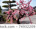 Plum blossoms in full bloom 74932209