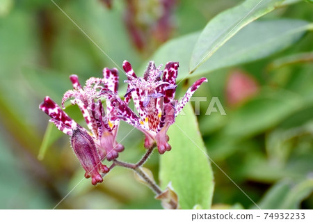 紫色小杜鵑花朵盛開在三鷹中原 紫色小杜鵑花朵盛開在三鷹中原 74932233