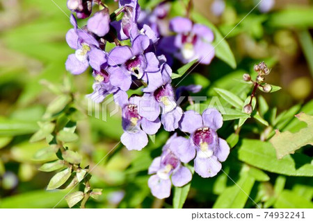 紫色的安吉羅尼亞花盛開在三鷹中原 74932241