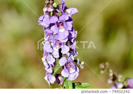 紫色的安吉羅尼亞花盛開在三鷹中原 紫色的安吉羅尼亞花盛開在三鷹中原 74932242