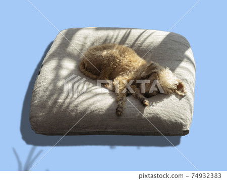 在夏天中睡覺的小狗 74932383