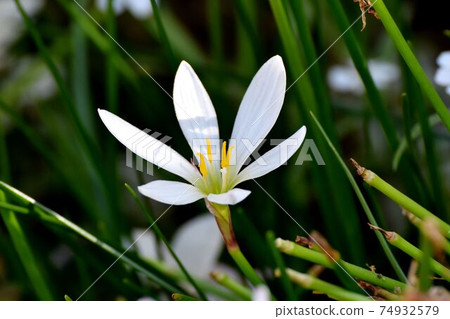 White zephyrlily flowers blooming in Mitaka Nakahara 74932579
