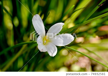 White zephyrlily flowers blooming in Mitaka Nakahara 74932581