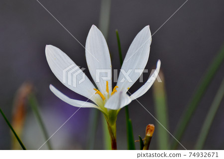 White zephyrlily flowers blooming in Mitaka Nakahara White zephyrlily flowers blooming in Mitaka Nakahara 74932671