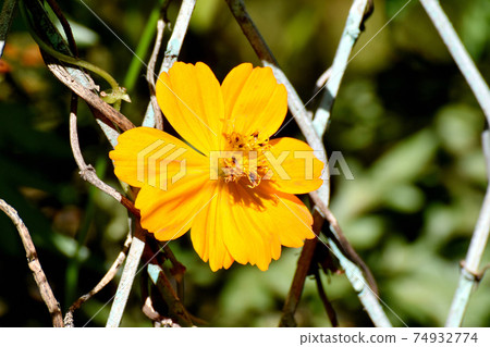 Orange Kibana cosmos flowers blooming in Mitaka Nakahara 74932774