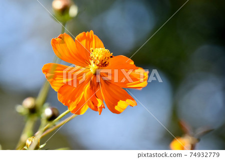 橙色三葉菊波斯菊盛開在三鷹中原 74932779
