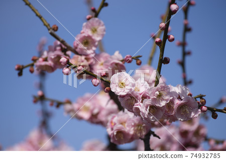 美麗的梅花在藍藍的天空中閃耀著蘇里池塘李子節2021 美麗的梅花在藍藍的天空中閃耀著蘇里池塘李子節2021 74932785