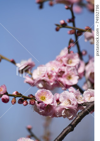 美麗的梅花在藍藍的天空中閃耀著蘇里池塘李子節2021 美麗的梅花在藍藍的天空中閃耀著蘇里池塘李子節2021 74932786