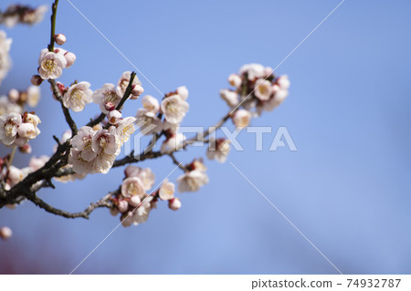 Neat and light pink plum blossoms, Souri Pond Plum Festival 2021 Neat and light pink plum blossoms, Souri Pond Plum Festival 2021 74932787