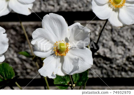 白海葵鮮花盛開在三鷹中原 白海葵鮮花盛開在三鷹中原 74932970