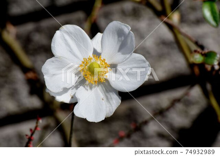 White anemone flowers blooming in Mitaka Nakahara White anemone flowers blooming in Mitaka Nakahara 74932989