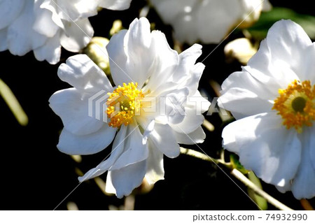 White anemone flowers blooming in Mitaka Nakahara White anemone flowers blooming in Mitaka Nakahara 74932990