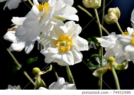 White anemone flowers blooming in Mitaka Nakahara 74932996