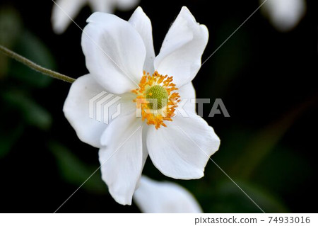 白海葵鮮花盛開在三鷹中原 74933016