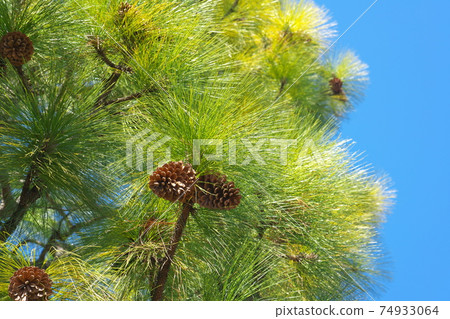Giant pine cones of longleaf pine and the longest coniferous leaves of the genus Pine 74933064