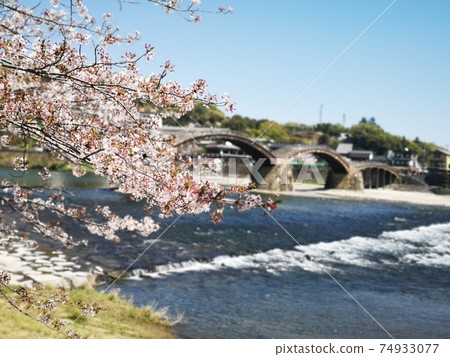 五橋，櫻花和錦木河 74933077