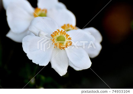 White anemone flowers blooming in Mitaka Nakahara 74933104