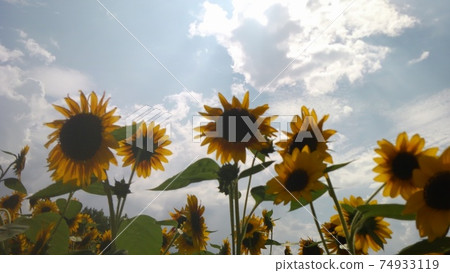 Good morning sunflower 74933119