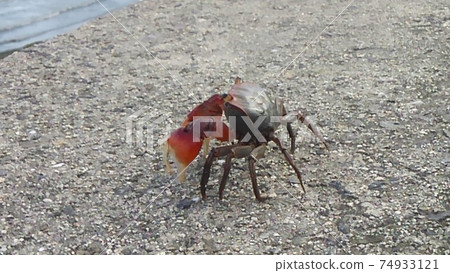 Sawagi who walks a little Sawagi who walks a little 74933121