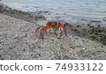 幼兒蟹 74933122