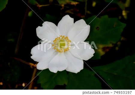 白海葵鮮花盛開在三鷹中原 白海葵鮮花盛開在三鷹中原 74933197