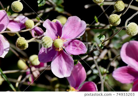 在三鷹中原盛開的粉紅色海葵花 74933203