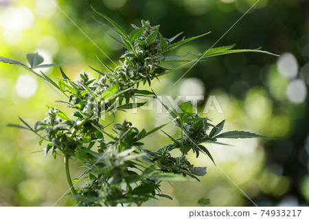 marijuana leaves cannabis plants a beautiful background 74933217