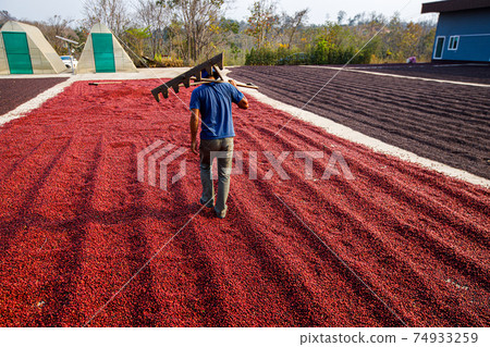 Coffee beans drying in the sun. Coffee plantations at coffee farm 74933259