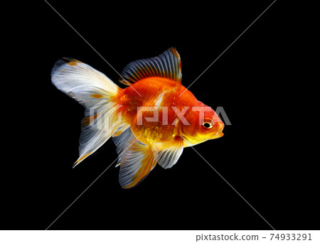 goldfish isolated on a dark black background 74933291
