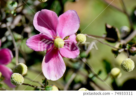 在三鷹中原盛開的粉紅色海葵花 74933311