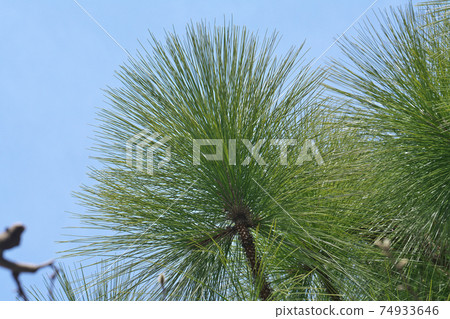 松屬中長葉鬆的最長的葉子 74933646