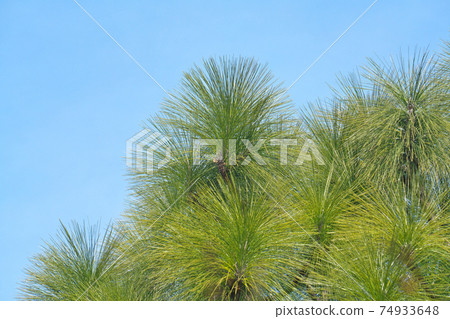 Longleaf pine (Longleaf pine) leaf, the longest in the genus Pinus 74933648