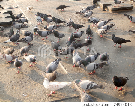 Many pigeon 74934018
