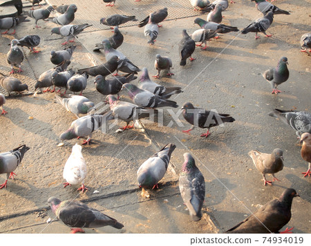 Many pigeon 74934019