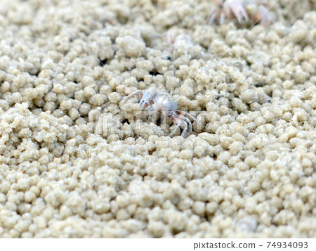 Tiny Ghost Crabs digging holes in the sand Tiny Ghost Crabs digging holes in the sand 74934093