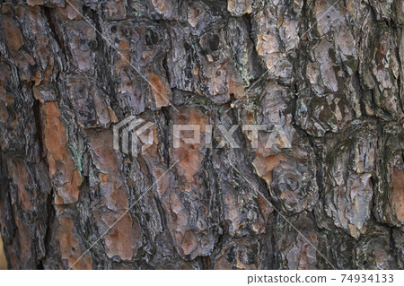 Bark of longleaf pine 74934133