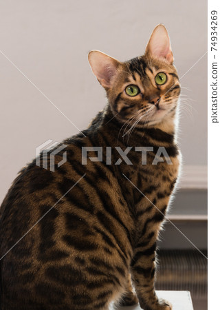 Bengal cat close-up portrait. There is room for text. Luxurious thoroughbred animal Bengal cat close-up portrait. There is room for text. Luxurious thoroughbred animal 74934269