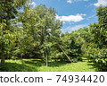 Durian and mangosteen gardens against the backdrop of blue sky in sunny day. 74934420