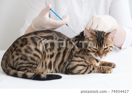 The veterinarian gives an injection to the cat. A big fat Bengal cat is sitting on the table in front of the doctor. Vaccination, coronovirus, diagnosis and treatment. 74934427