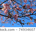 河津櫻花 74934607