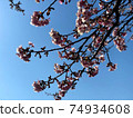 河津櫻花 74934608