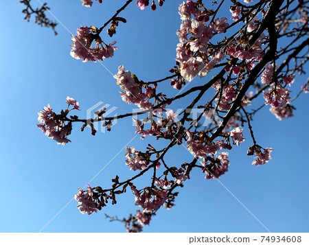 河津櫻花 河津櫻花 74934608