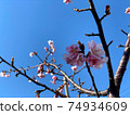 河津櫻花 74934609