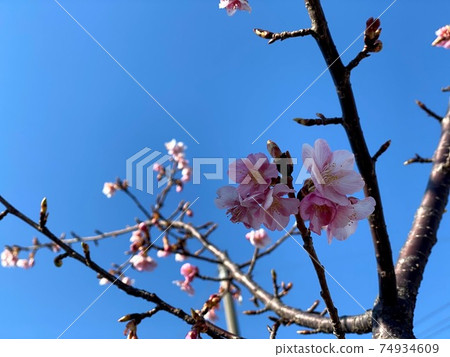 河津櫻花 河津櫻花 74934609