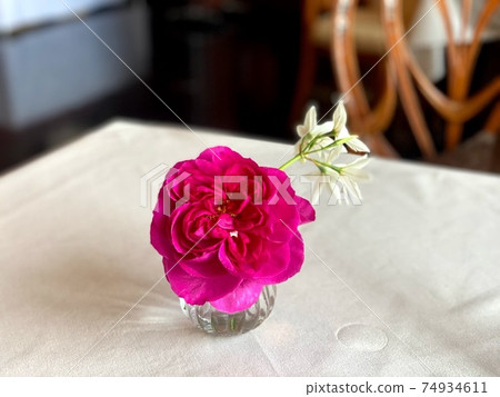 表花 表花 74934611